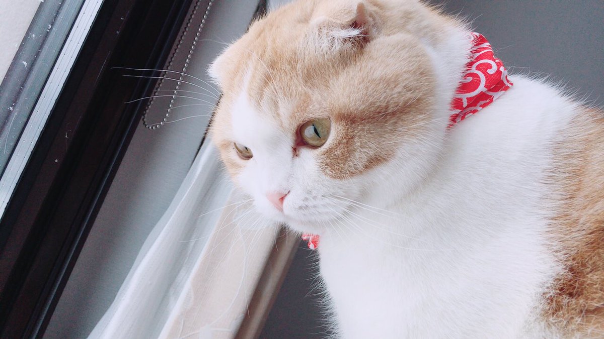 una1535's tweet photo. 雪の日。左下に来客者。 https://t.co/n3ttXk8SLJ