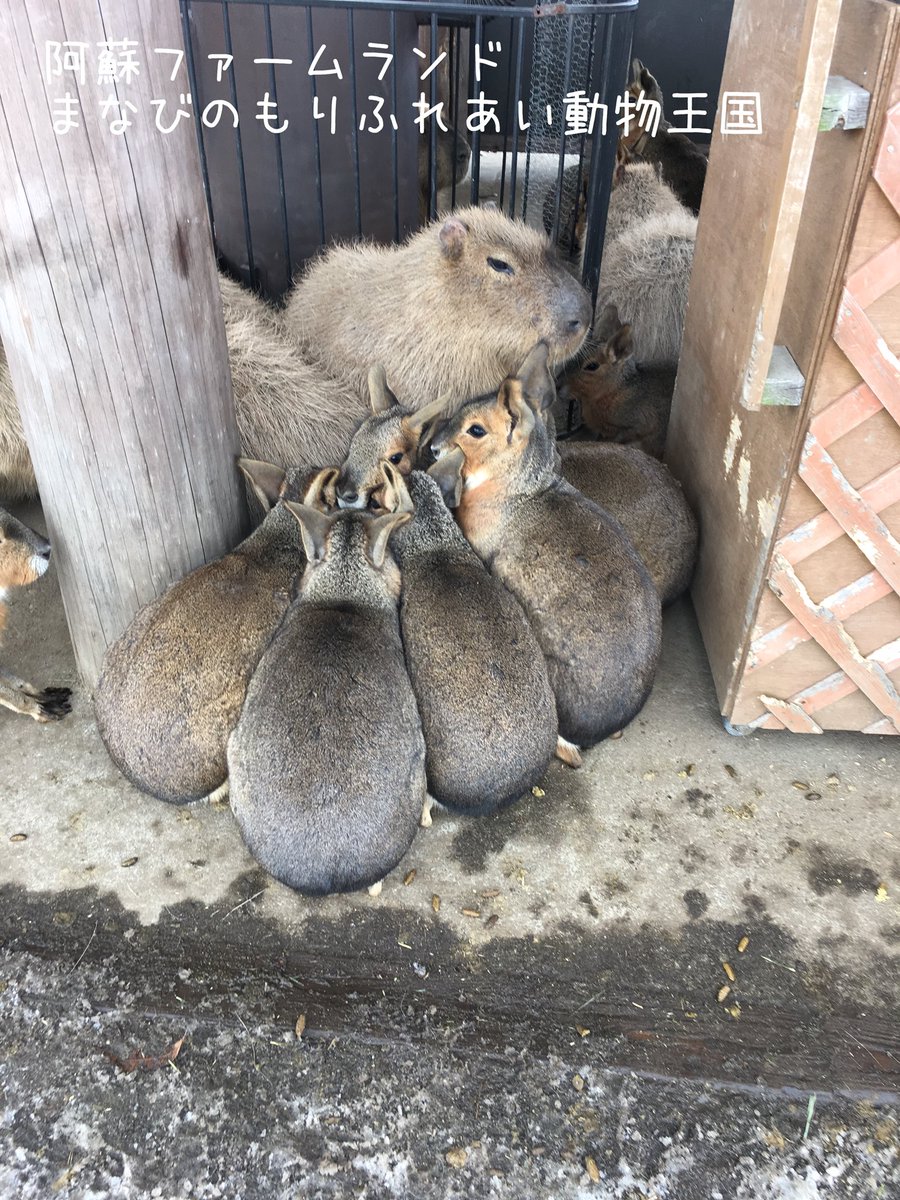 阿蘇ファームランド ふれあい動物王国 V Twitter マーラはお団子になってます 阿蘇ファームランド まなびのもりふれあい動物王国