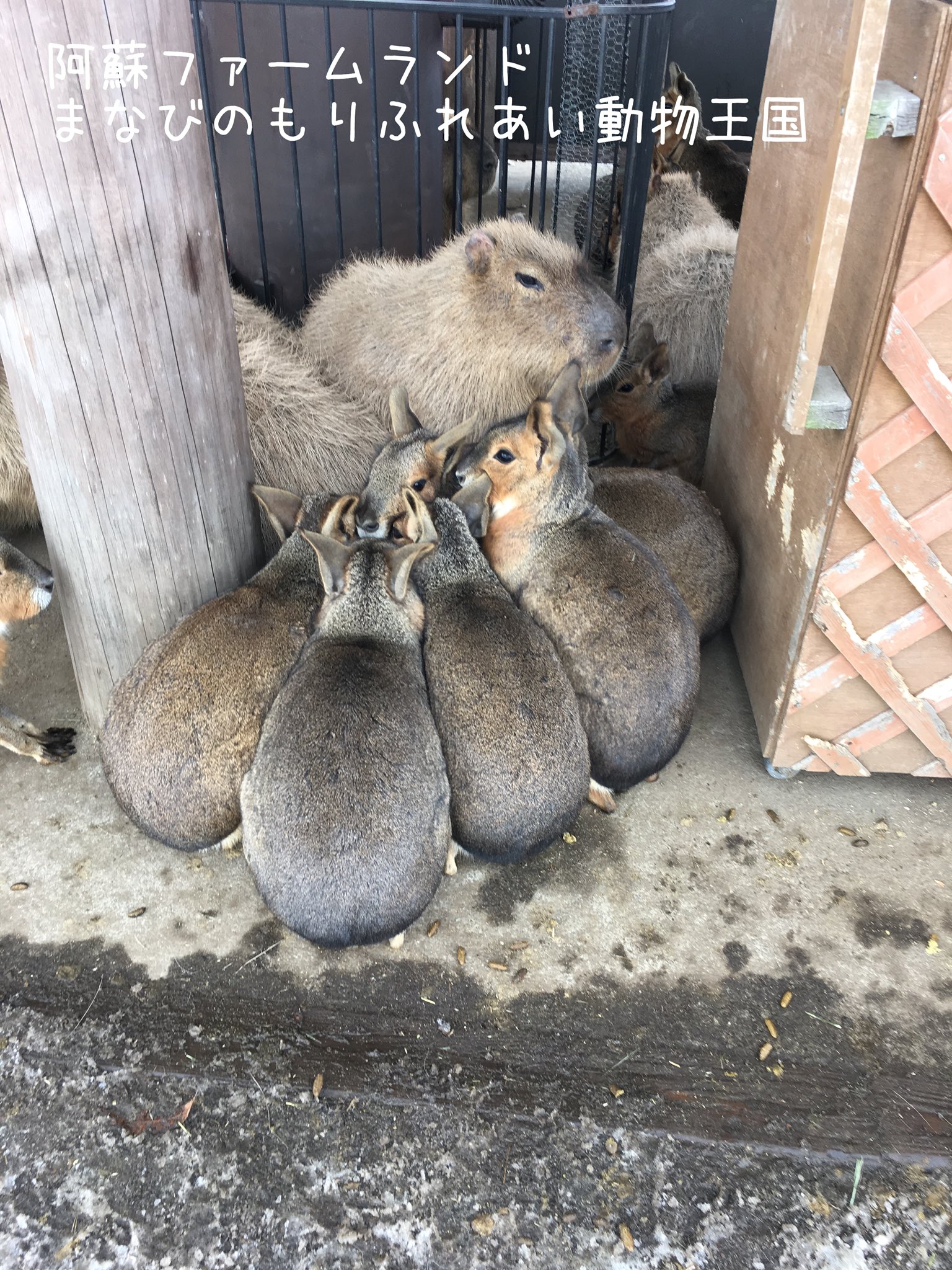 まなびのもりふれあい動物王国 Twitter Search Twitter