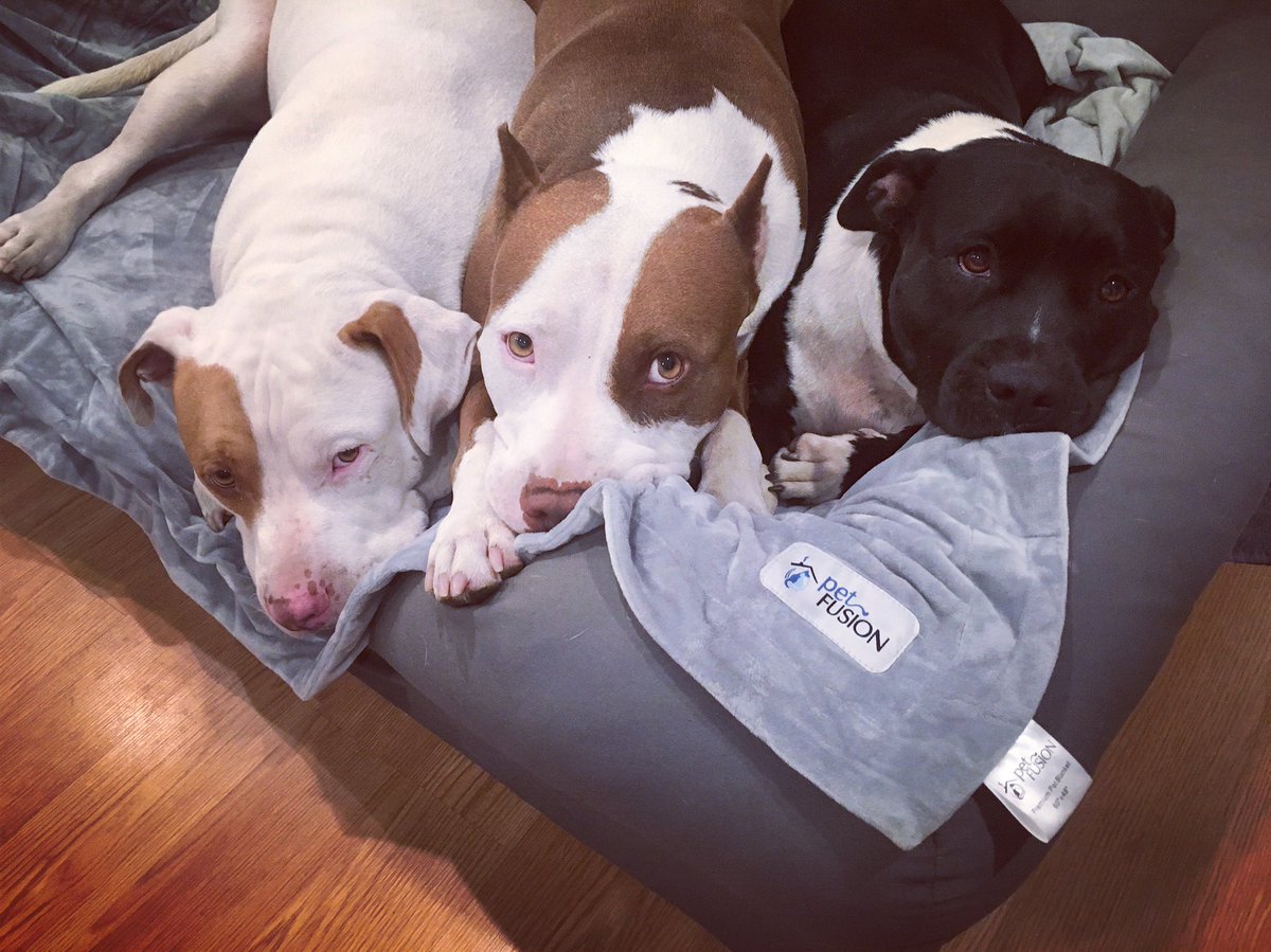 3LittlePitties's tweet photo. Hello @Twitter world we are new here and just wanted to introduce ourselves! Follow our Instagram, 3 amazingly cute and snuggly Pitbulls! 
https://t.co/5NnvWHG07q 
#Trending #pitbulls #3littlepitties https://t.co/xQMhoT54iV