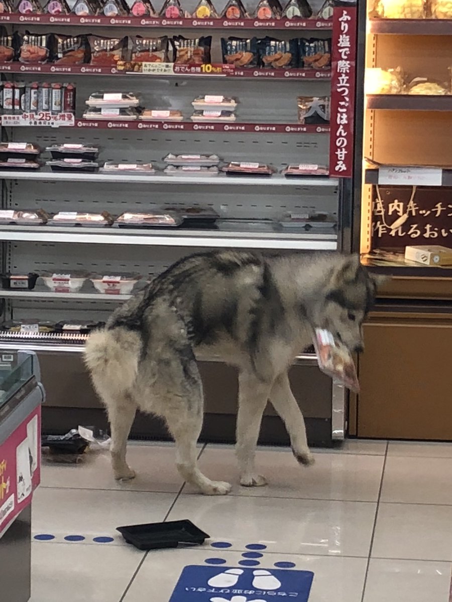 これがホントのwaonだ コンビニに犬が侵入して弁当を食べてしまった話 Togetter