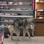 これがホントのwaonだ コンビニに犬が侵入して弁当を食べてしまった話 Togetter