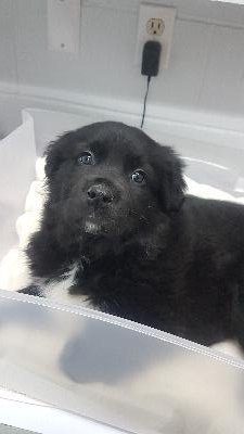 Arf! Hi! I'm Domino and I hope you will play with me! I'm a little boy, only about 9 weeks old and I'm a Border Collie. I'm in foster care right now to get a little extra TLC 'cause I'm just a little guy, but you can always ask the staff more about me and you can adopt me.