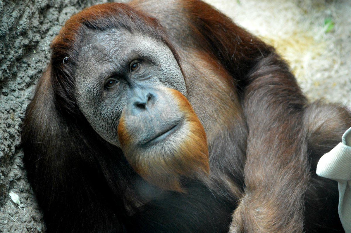 Горилла орангутан шимпанзе. Горилла и орангутанг. Шимпанзе. Шимпанзе фото. Красивые обезьяны орангутанг шимпанзе.