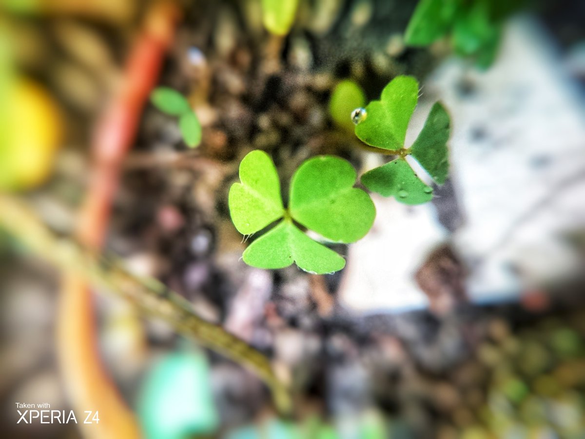 BimoYw's tweet photo. Daun daun berbentuk hati.
Nasib lebih baiklah dari hari ini.
Hey! Hey! Hey!....Hey! Hey!… 

#Mojokerto #Photography #Fotomakro #Makroindonesia #Makro #Macro #Leaf #Leaves #Daun #Hati #Heartshaped #Heartshapedleaves #Macrophotography #Sonycamera #XperiaZ3Plus #XperiaZ4 #Xperia https://t.co/iVSV0y2YqY