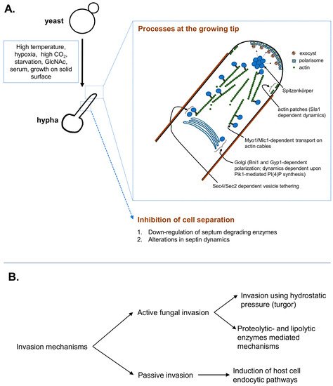 MDPIOpenAccess's tweet image. Candida albicans Hyphae: From Growth Initiation to Invasion sci.fo/4c8 #Hyphae #Invasion