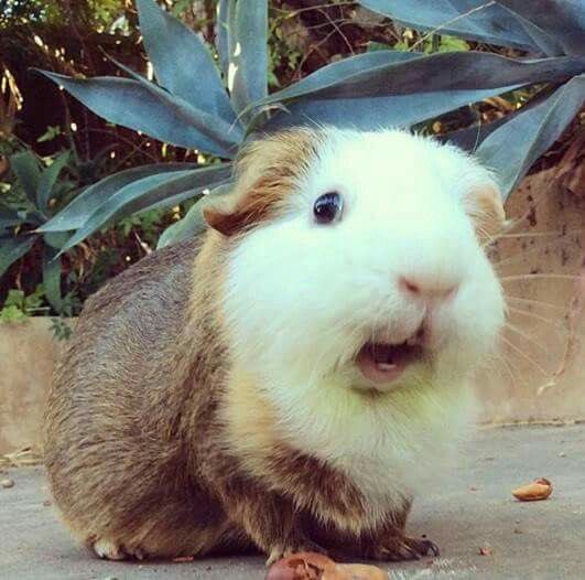 can guinea pigs die of shock