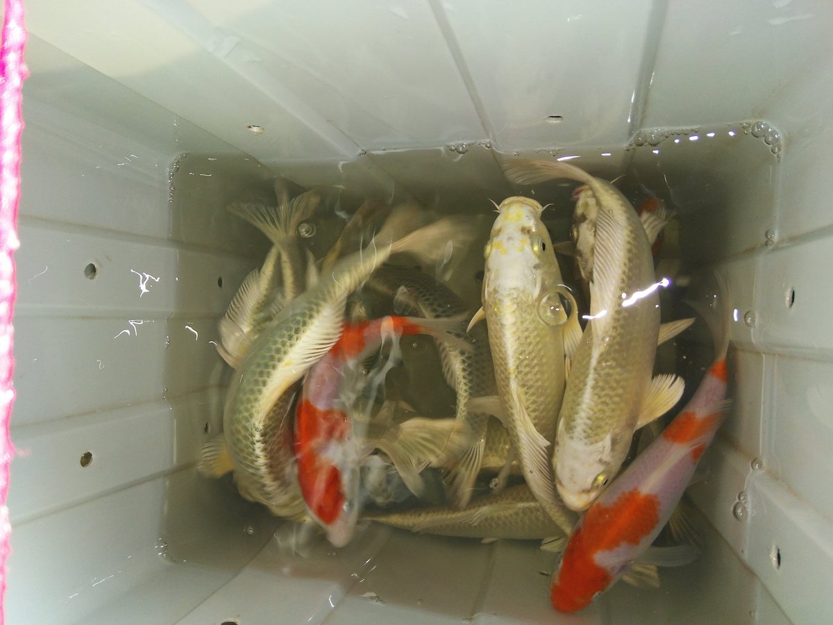H L 錦鯉の釣り堀パーク尼崎で 来週月曜日から裏メニューをするそうなので 錦鯉が飼いたい人はどうですか 錦鯉好きにはたまらないと思います 中には掘り出し物の 鯉もいるらしいので 飼う余裕がある方はいかがですか 大きさはマチマチです 白が多い