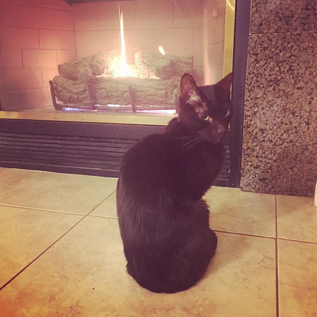 My best friend Charlie. He likes the fireplace. I love this little man so much. ❤️😻 #catsofinstagram #havanabrowncat ift.tt/2mnvtxc