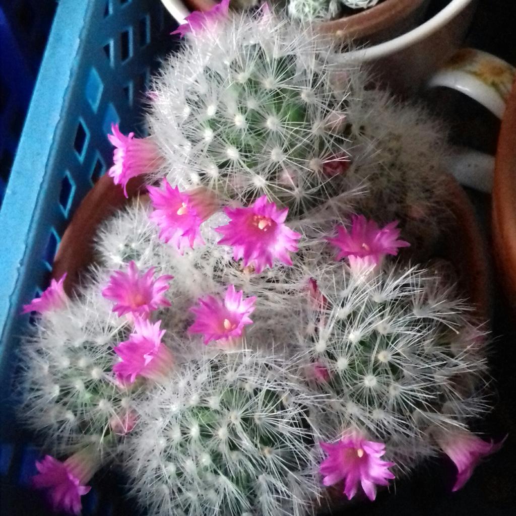 tuthersue's tweet image. It may be the dormant season but this little cacti is flowering away.