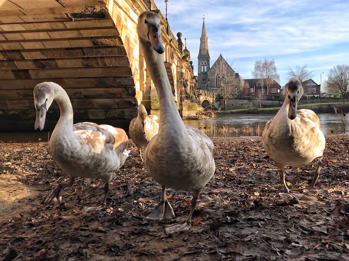 AtShrewsbury's tweet photo. ‘Intelligence without ambition is like a bird without wings..’- Salvador Dali. 

Happy #QuoteFriday everyone, you’ve made it💪🏻💫
📸- @ff_Lurch 

#Shrewsbury #Shropshire #AtShrewsbury https://t.co/REDyUw0Vzo