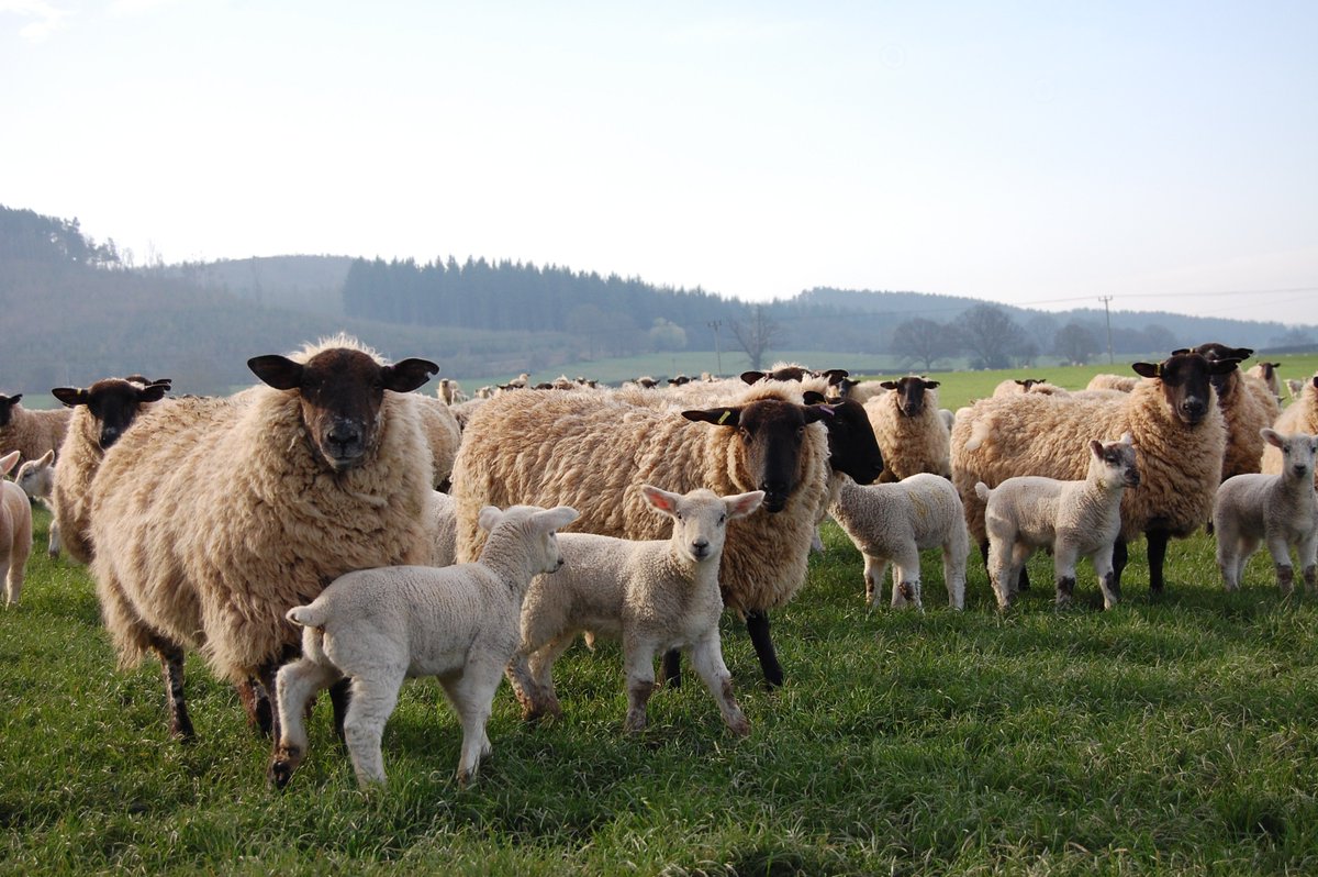 AHDB Beef & Lamb tweet media