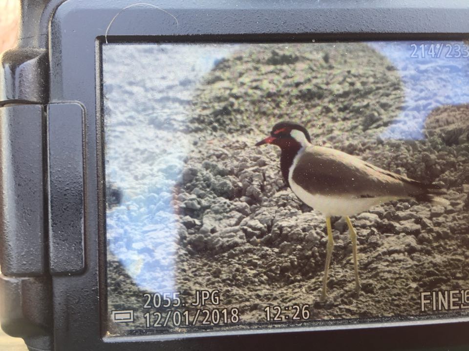 yoavperlman's tweet photo. Red-wattled Lapwing, Afikim (N Jordan Valley), found by David and Yahel Porat. Photo by Eldad Reznik. 4th record for Israel
#nolimp https://t.co/IFAhg1hE8l