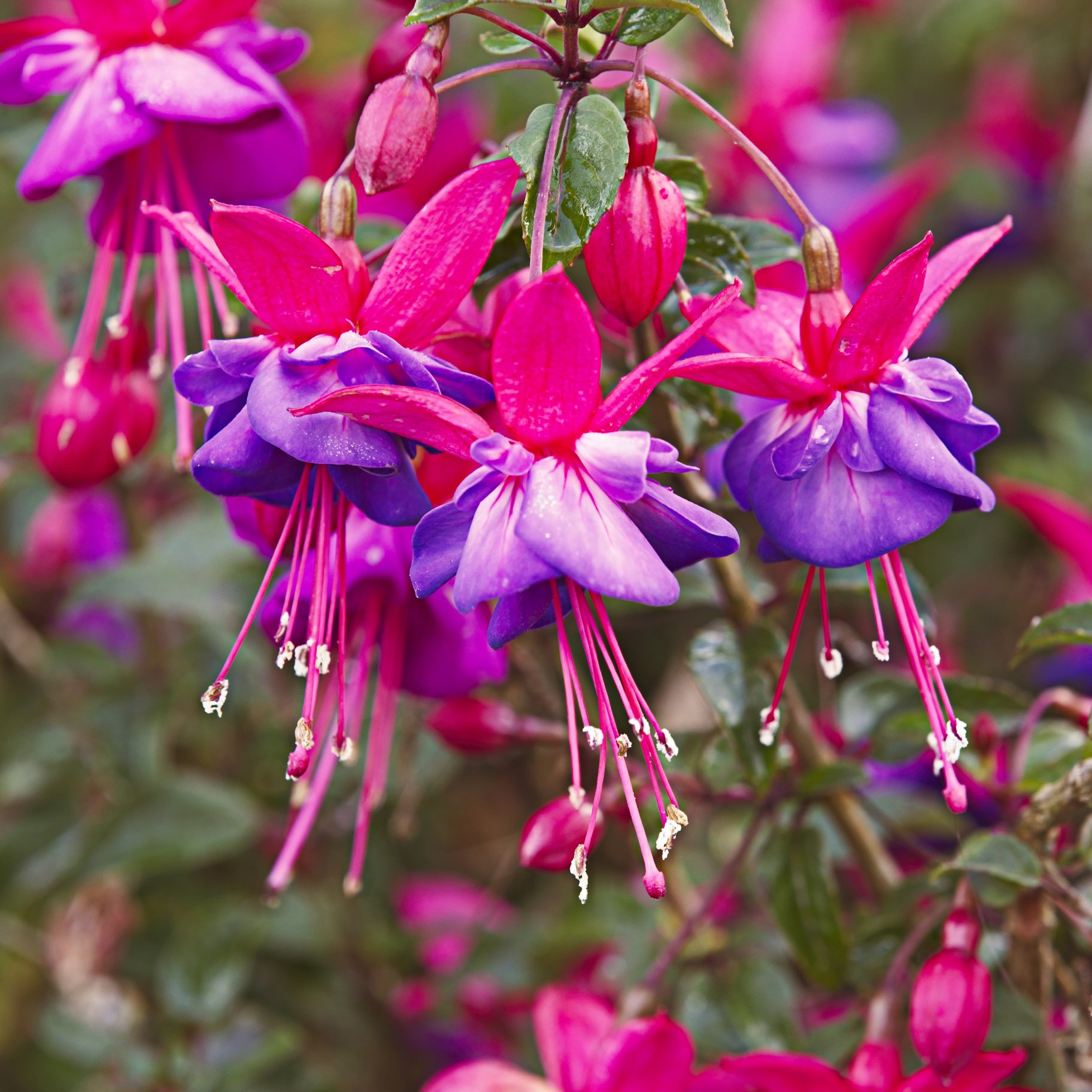 Garden News on Twitter &quot;We�ve made a list of new fuchsias