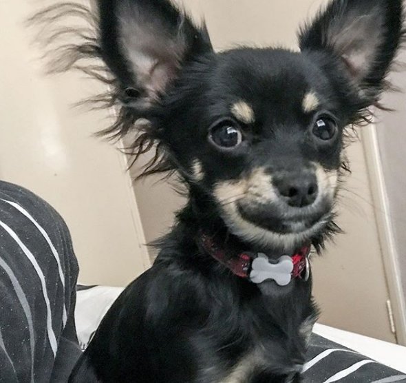 CosyDogs's tweet image. That #FridayFeeling when it's the last day of week, and in our Milo's case a nice Country walk at weekend😍 - obviously wearing a @CosyDogs dog harness 😁😁😁 #dogsoftwitter #dogs #dogslife #dogsofinstagram