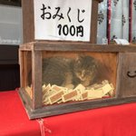 おみくじ引こうと思ったら？wおみくじ箱の中に入ってるネコがかわいすぎるw