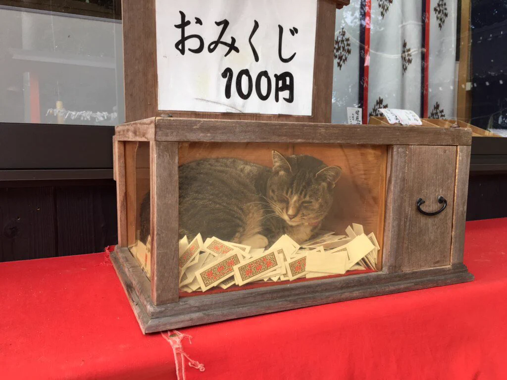 おみくじ引こうと思ったら？wwおみくじ箱の中に入ってるネコがかわいすぎるww