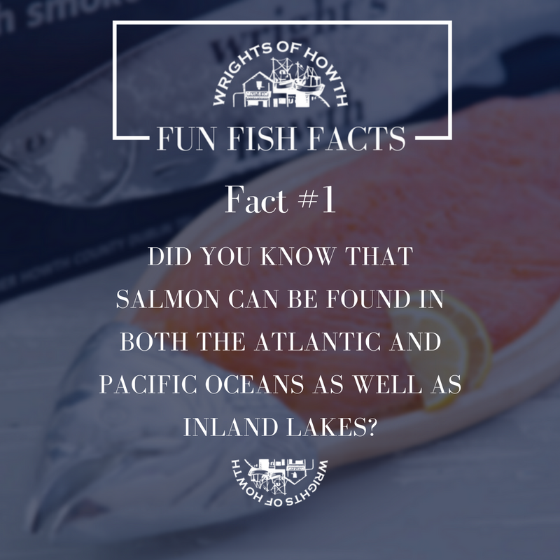 WrightsHowth's tweet image. It's always fun to know more ;) #WrightsOfHowth #FunFishFacts