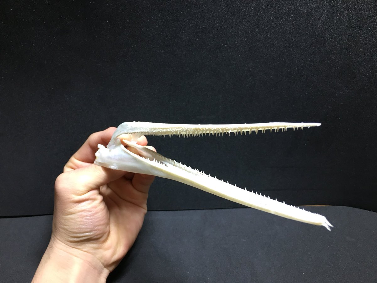 いほやきゅ ダツの骨格標本 クチバシのような形状の顎 さすが海の危険生物 鋭い歯列が素晴らしい 上顎の歯は垂直に下顎の歯は内側に向かって生えている 歯は下から生え変わるタイプ T Co Kimjiyztjy Twitter