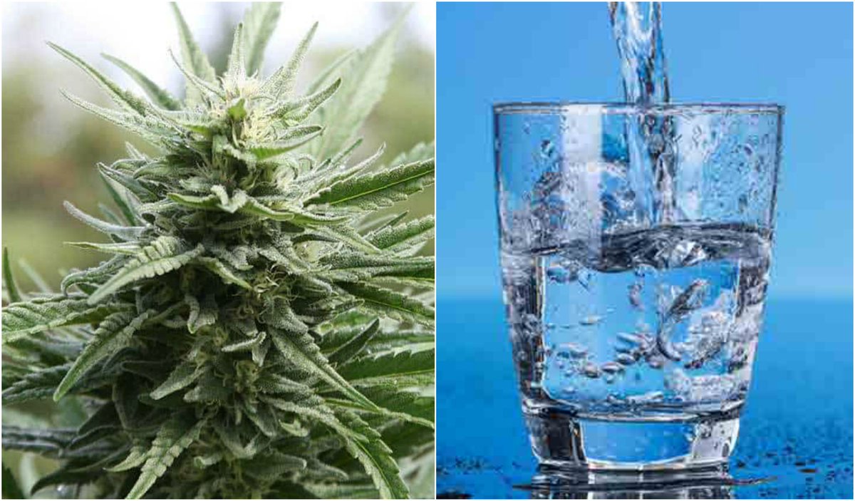 #GrowHack: How to Remove Chlorine From Tap Water For The Healthiest Plants. hightimes.com/grow/grow-hack…
