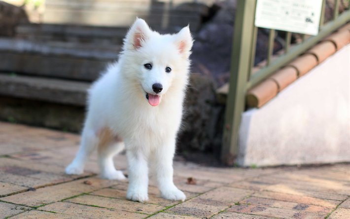 ふわふわの子犬