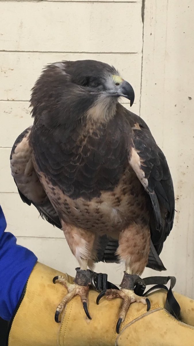 msss_mb's tweet photo. Throwback to #msss2017 when @WildlifeHaven came to visit us with some very special guests! https://t.co/MXR8IHmqZq