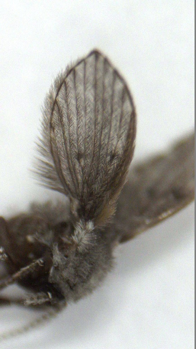JodyBugsMeUNL's tweet photo. Drain flies are small flies that look like moths. They're bulky, furry, kind of cute, weak fliers, often found resting on walls in restrooms & showers, near drains. Live off the gelatinous film/organic sludge in pipes. Isn't that yummy? #psychodidae #IPM #drainflies #mothflies https://t.co/ACIvdeGpfZ