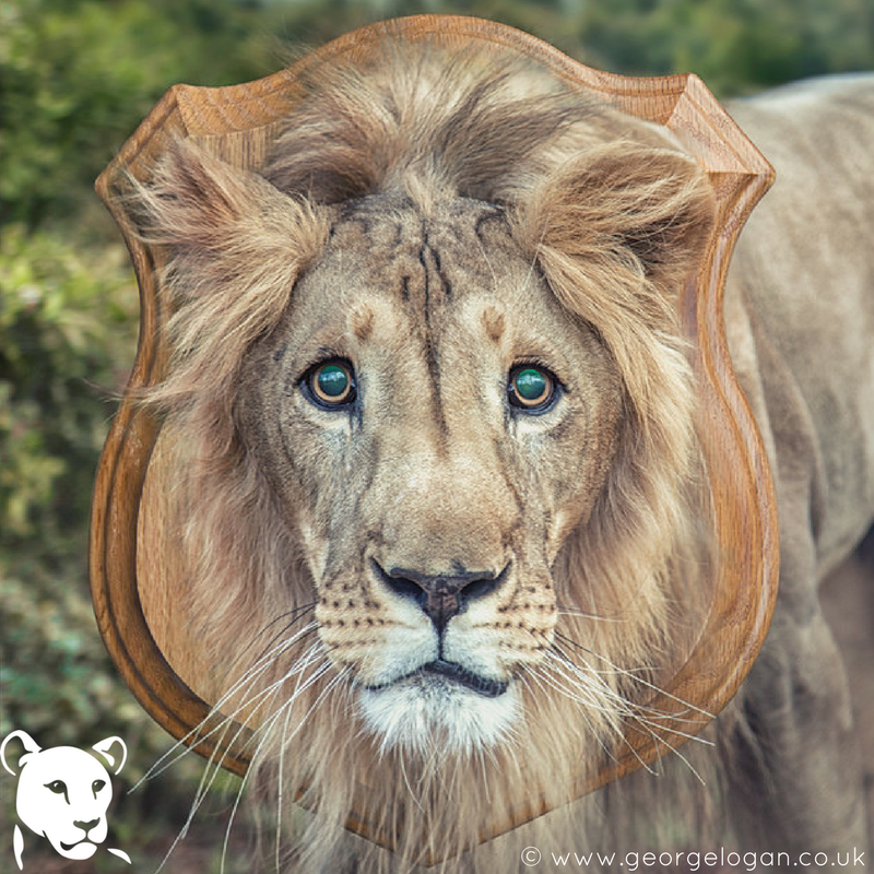 Calling all Born Free Supporters based in the US: @TrophyTheFilm is being broadcast TONIGHT on <a href="/CNN/">CNN</a> at 9pm ET/PT!

We want to know what YOU think about trophy hunting. Share you comments with us here: bit.ly/TrophyHuntingS…