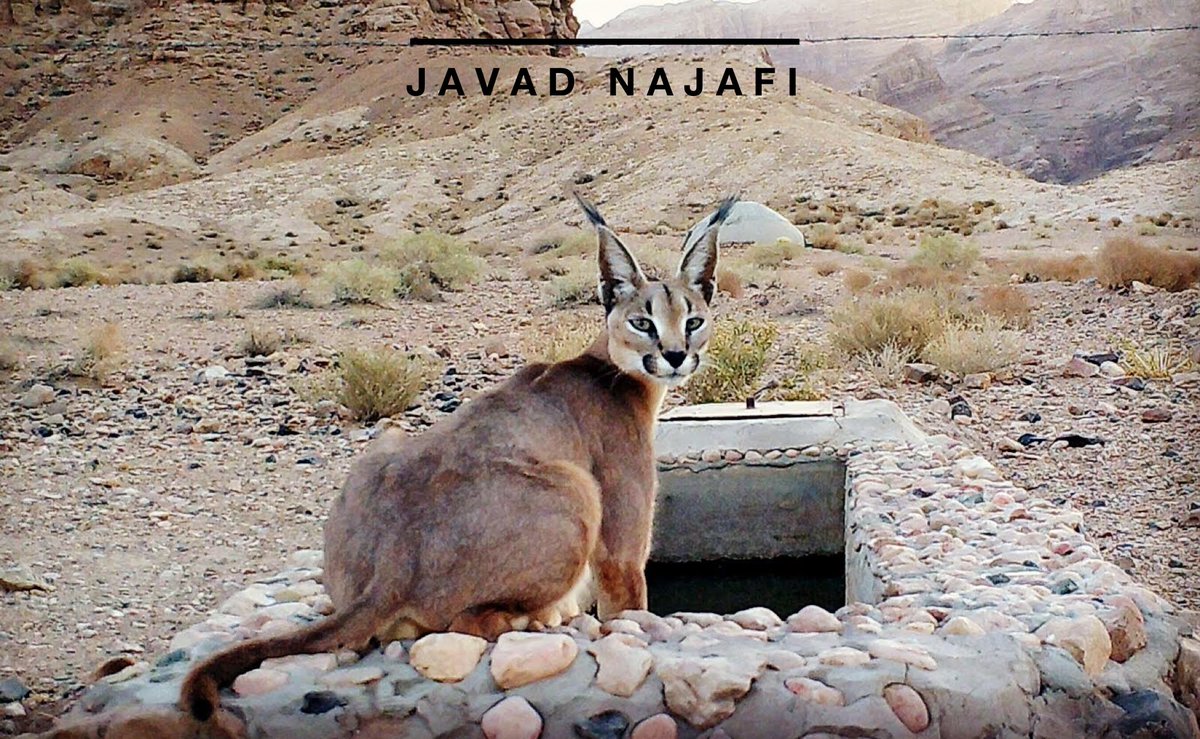 Small Wild Cat Conservation Foundation tweet media
