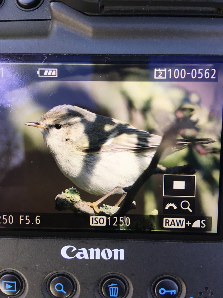 JLowenWildlife's tweet photo. ok ok, so i bunked off this afternoon. lovely bird, shame about the shadows... @TimAllwood #humei https://t.co/4F9PzjaH00