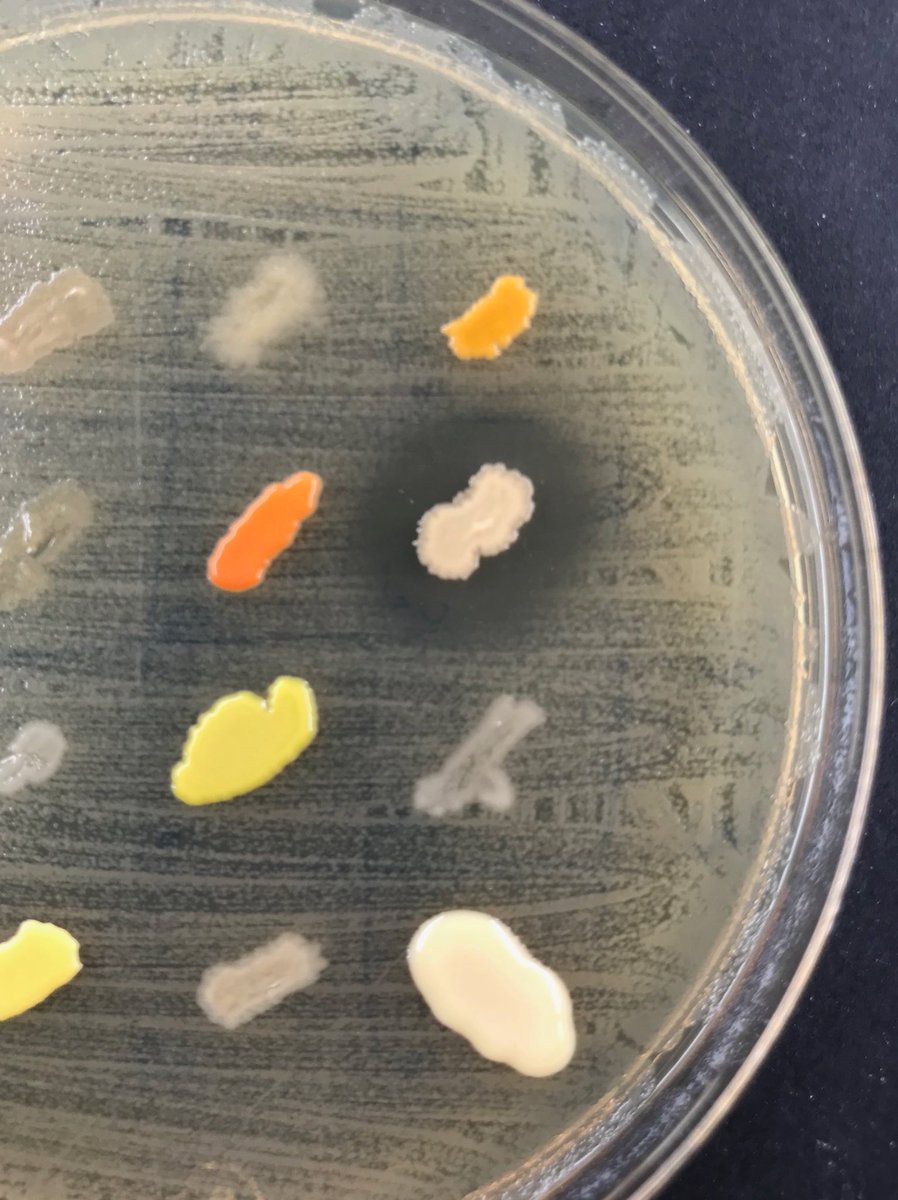 microvirusUN's tweet photo. Antibiosis: una de las colonias aisladas produce algún compuesto tipo antibiótico que inhibe E. coli 😁👌🏻 #SWINavarra @SWISpain https://t.co/5l7zkYhYU6
