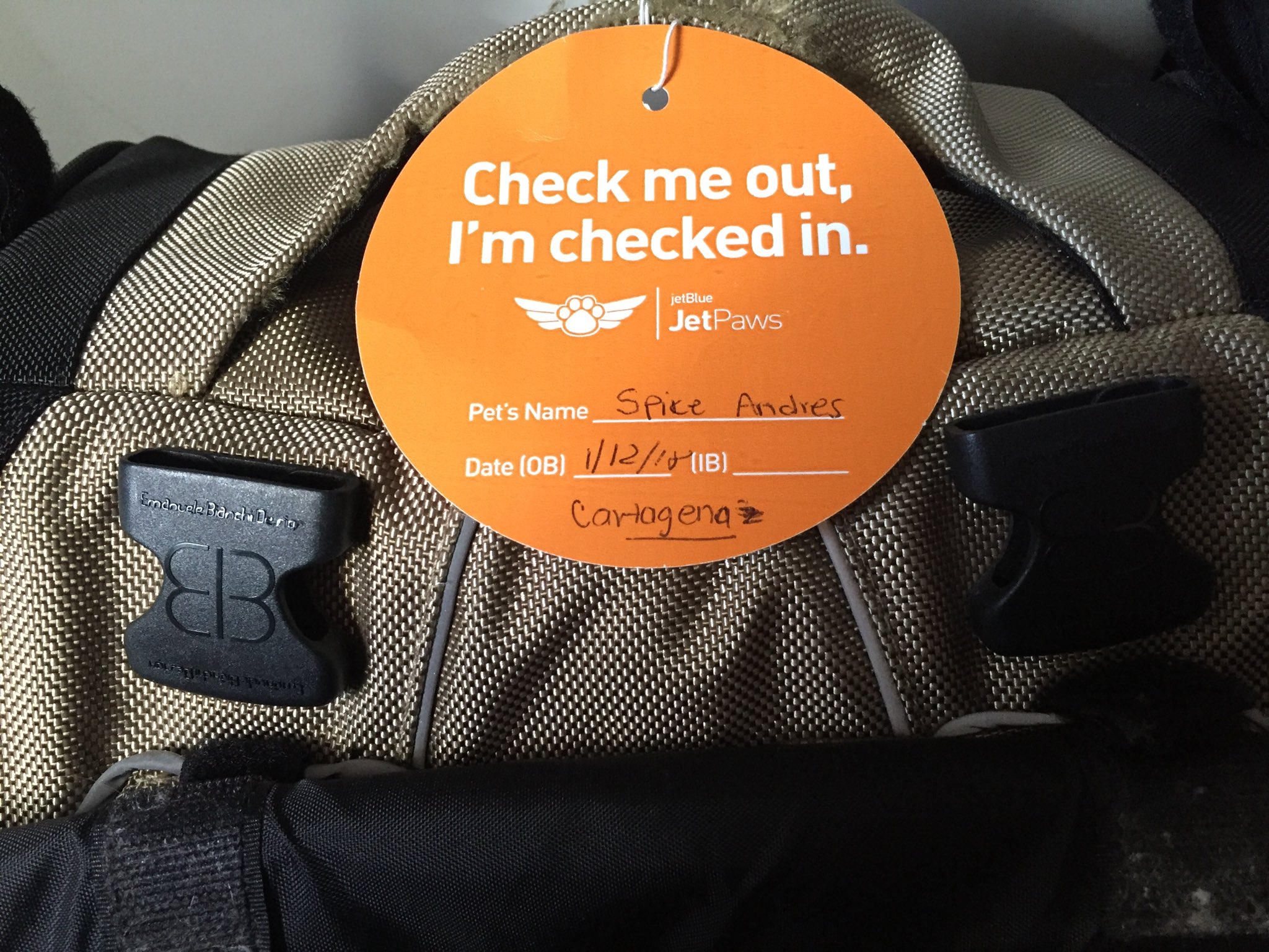 Jetpaws online