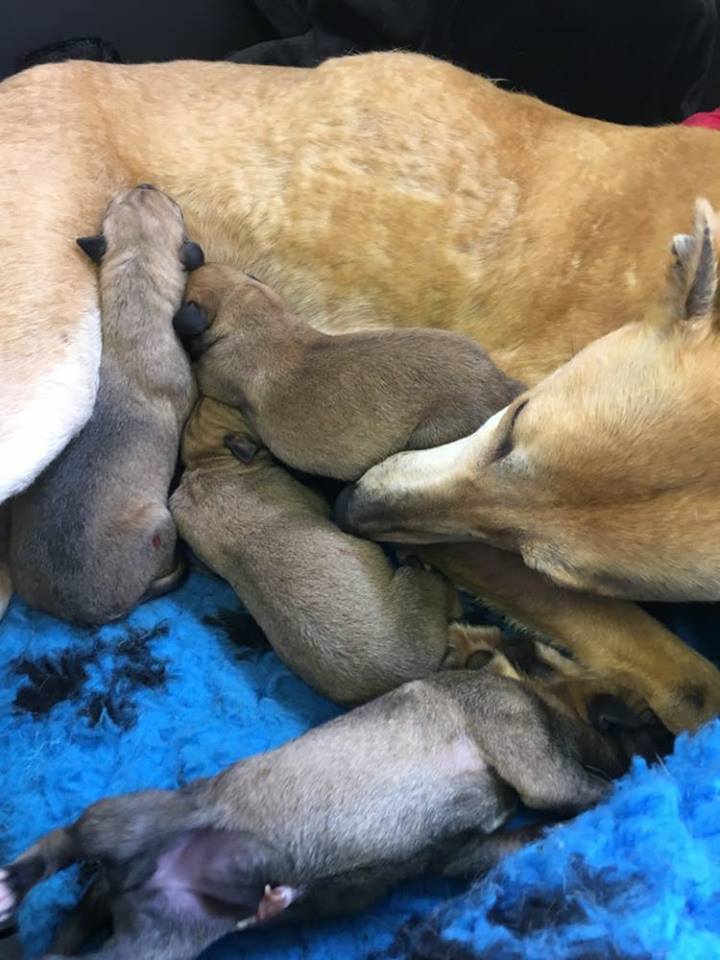 lurcher rescue south east