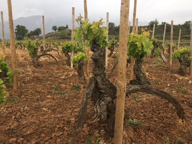 Las Naves: A Letter of Forgiveness strugglingvines.wordpress.com/2018/01/12/las…