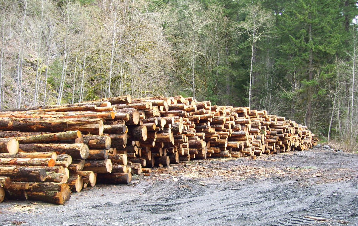 Авито лес б у. Us Forest service. Express Forest products LLC. Lumber Mill. Mercedes and Firewood.