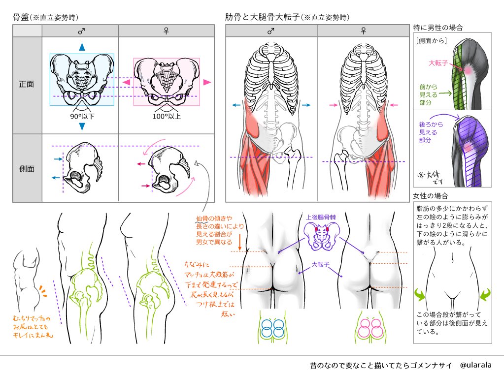 ちなみに人体のところで使ったのは昔勉強で描いたこれです。 