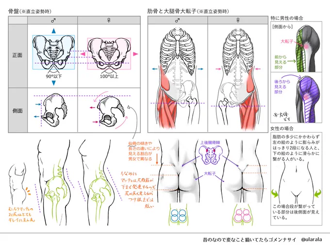 ちなみに人体のところで使ったのは昔勉強で描いたこれです。 