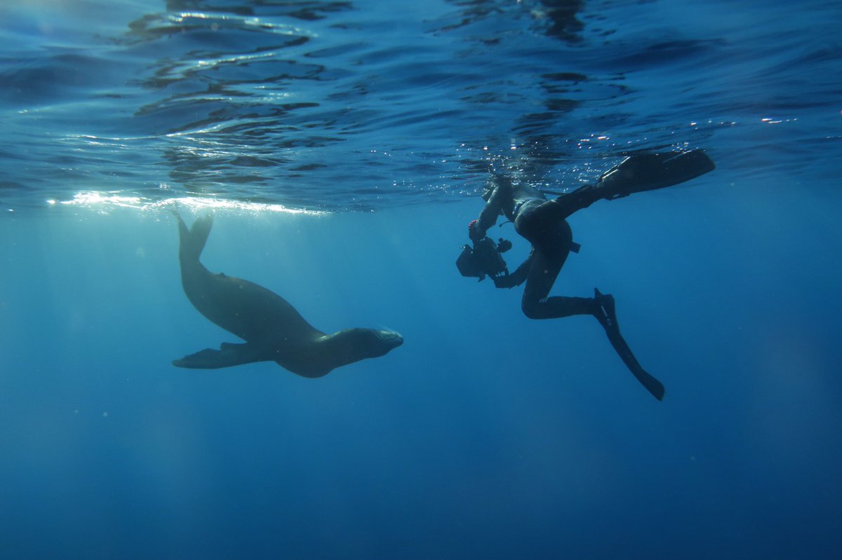 PelagicSafari's tweet photo. Sea Lion & Pelagic Human! Come share this passion with us and book your pelagic experience today! #PelagicSafari #PelagicFleet #Baja #Cabo https://t.co/0FvyUqsCTU