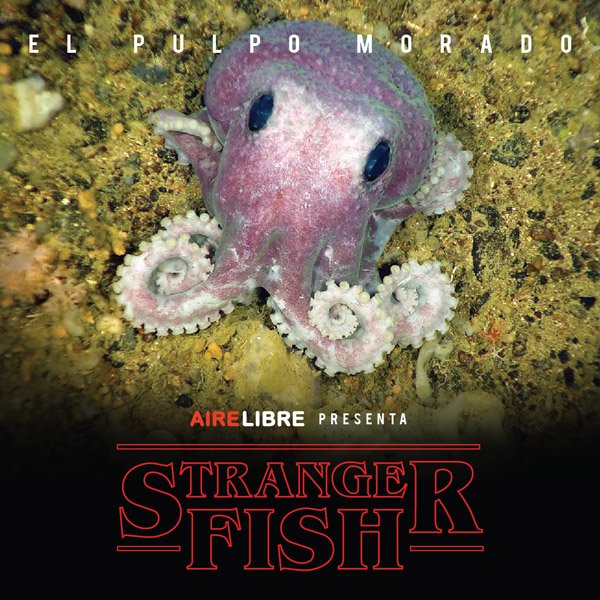 RevAireLibre's tweet photo. 😮¡No te pierdas este nuevo capítulo de #StrangerFish!

🐙 Hoy te presentamos al Pulpo Morado.

Más info en https://t.co/bPXWTDQ7Uk

#BuenViernes #BuenFinde #Curiosidades #StrangerThings #animales #naturaleza #pesca #pescadores #airelibre #outdoors https://t.co/Zb5l2HP9In