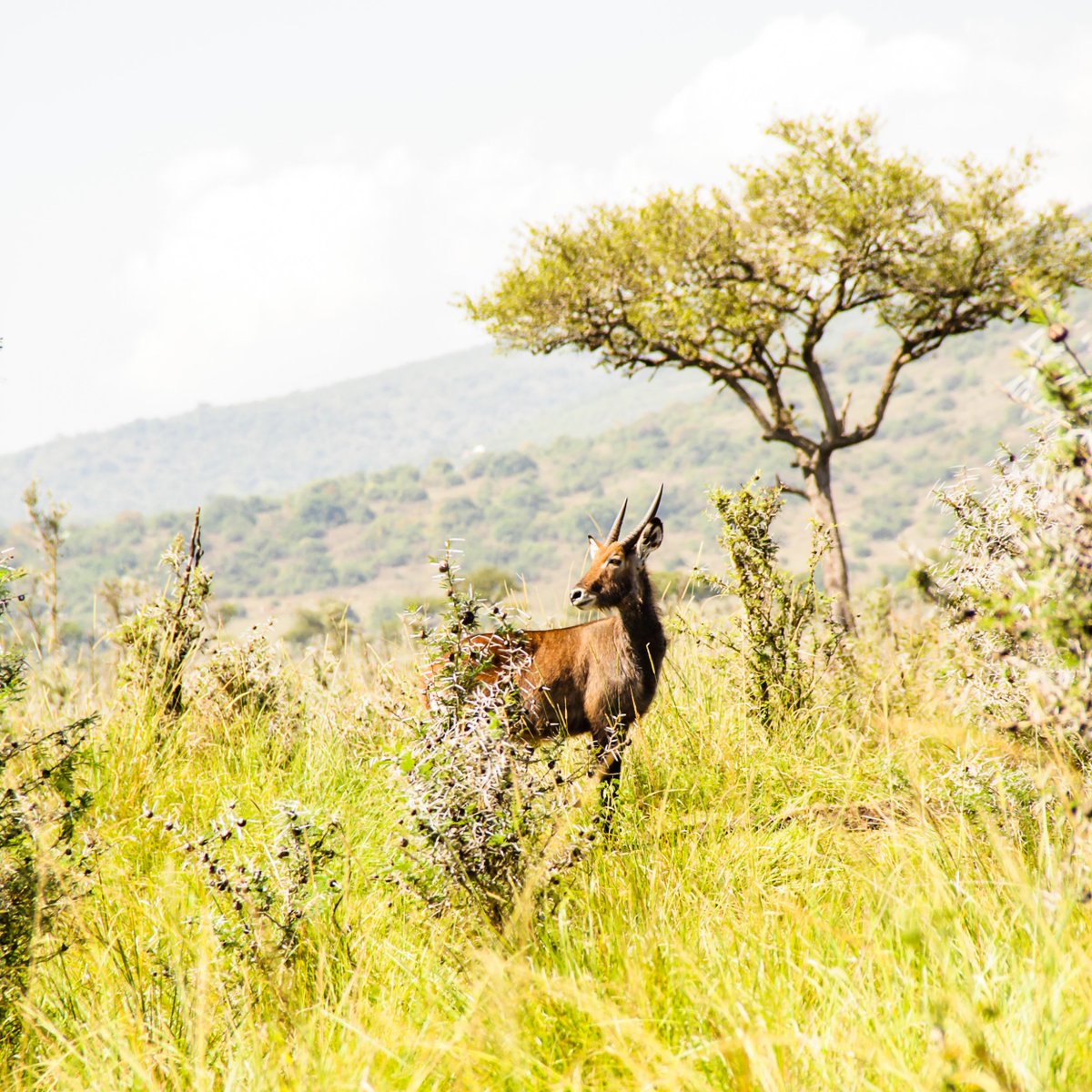 Canduh_'s tweet photo. Feel Good Friday
Roan Antelope at Ruma National Park
Taken during #RusingaFest2017 https://t.co/vvpLaHFwa9
