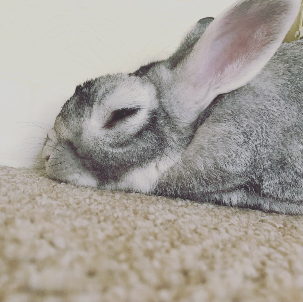 Introducing Charlie, the office Bunny... #takeyourpettoworkday
