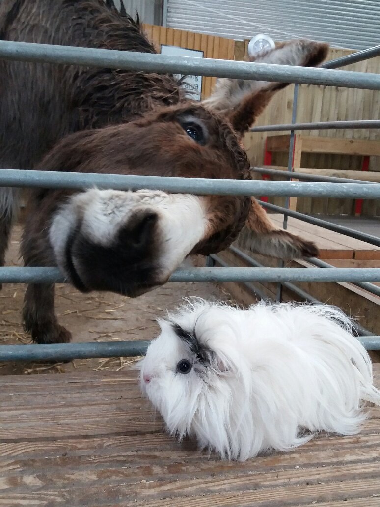 SpringBarnFarm's tweet image. Friends little and large! Barney the donkey is saying hello to lovely Sugar the guinea pig! 😄 #bestfriends