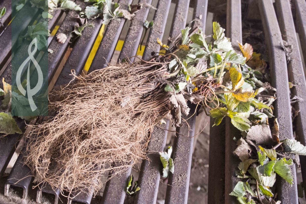 BerryBuddies's tweet photo. Now is the perfect time of year to be collecting and planting Strawberry bare roots; "Buddy™" is a very tidy compact variety that makes it very easy to work with; loveable Buddy! #BerryOfTheWeek https://t.co/tQVyp7pMFK