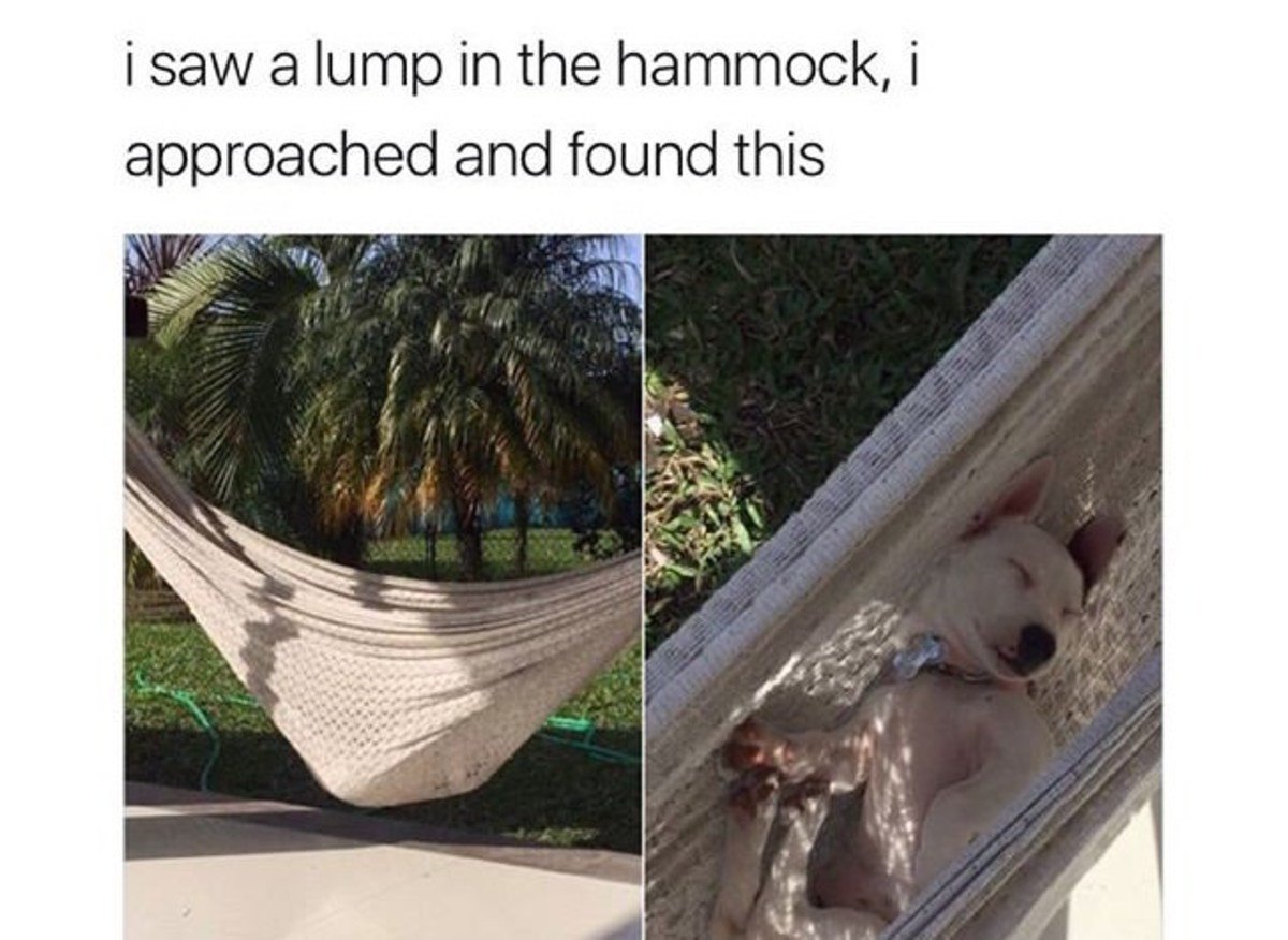 This dog is living a better life than me...