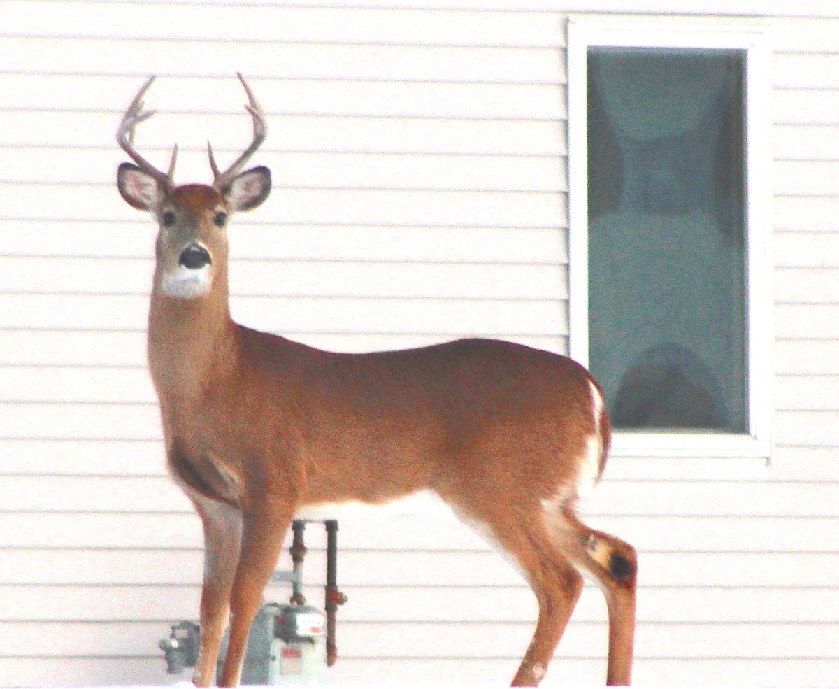 SpectrumSeed's tweet photo. A visitor. Looking for non-GMO corn, no doubt. #GOnonGMO #growspectrum #winwithspectrum https://t.co/gO6ZpP08Rs