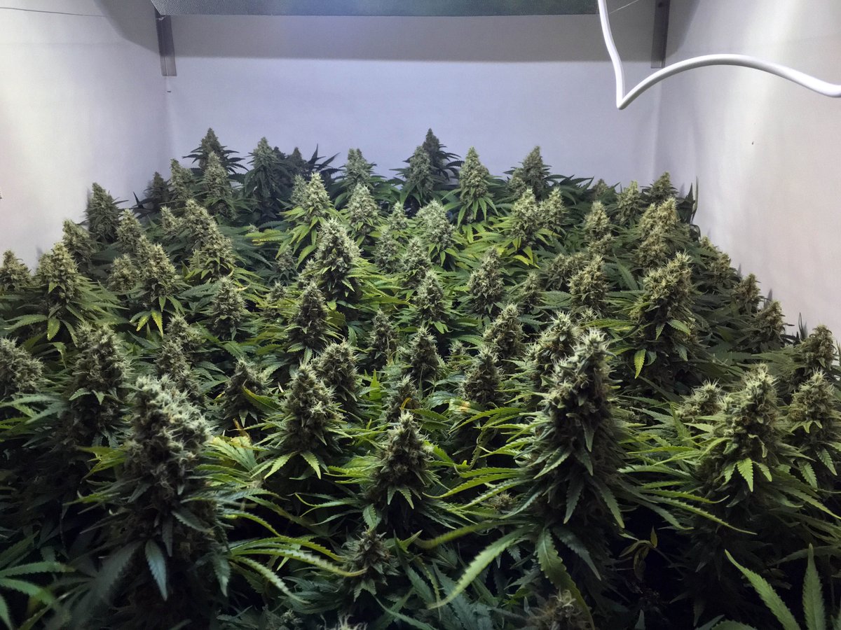 cannaboomslbruj's tweet photo. Aquí os dejamos unas fotitos que nos han pasado... ¿Qué os parece?
#SuperBoomCompactor #RevientaCogollos #RedBoom #Cannaboom https://t.co/w493yl8nBW
