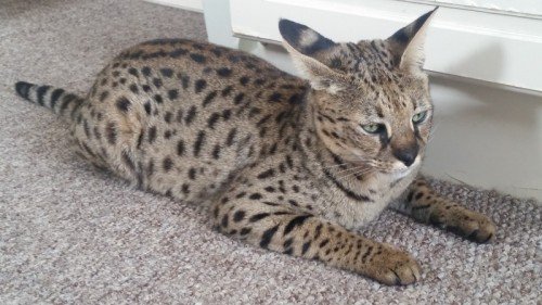 LeedsCC_News's tweet photo. Appeal for help in finding missing Horsforth cat https://t.co/AWObxUfy8b #FindOmar https://t.co/h5zJIK6PST