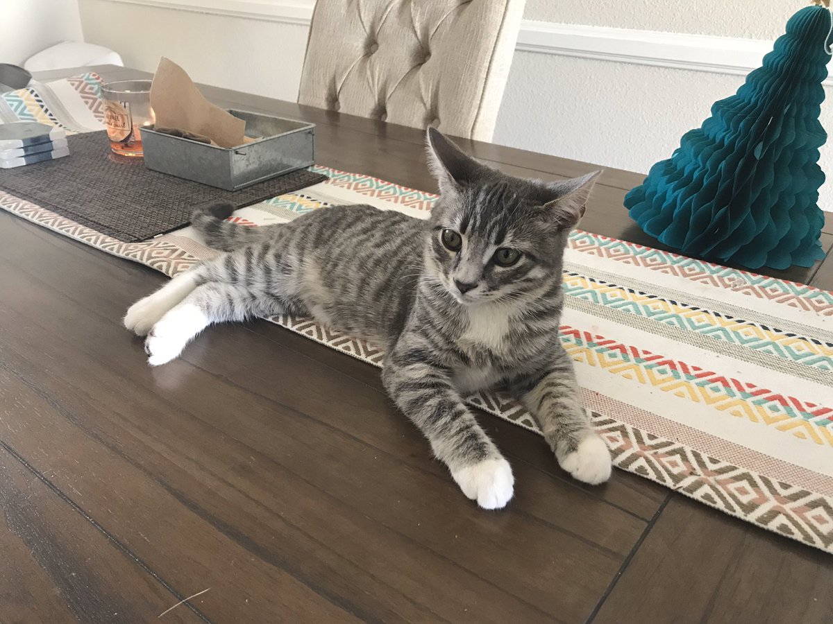 CasualFridayCA's tweet image. I think it's time to show off the kitties we adopted after tour. Meet Jaq and Olive, brother and sister. ❤️