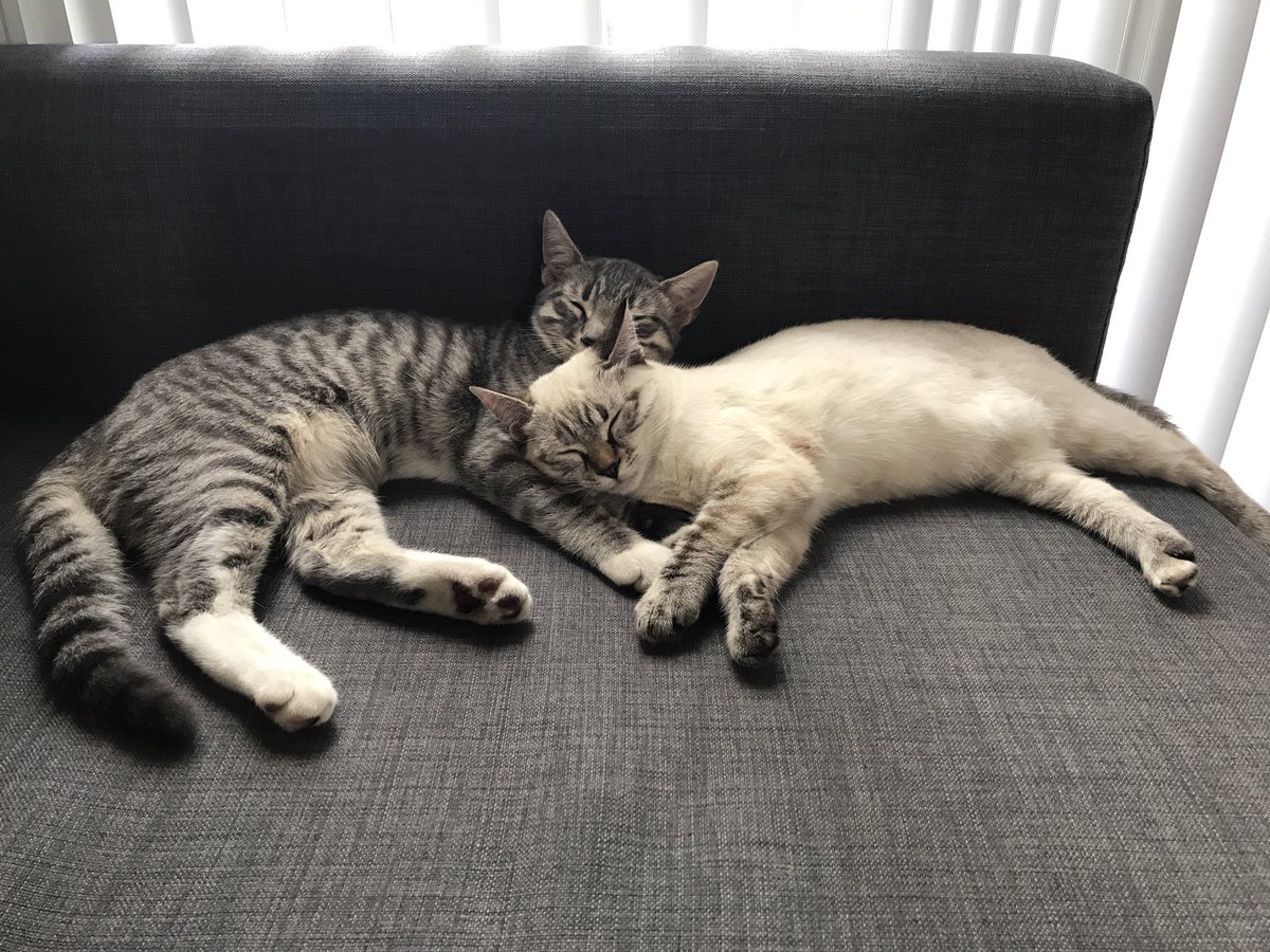 CasualFridayCA's tweet image. I think it's time to show off the kitties we adopted after tour. Meet Jaq and Olive, brother and sister. ❤️