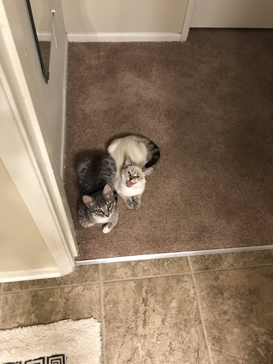 CasualFridayCA's tweet image. I think it's time to show off the kitties we adopted after tour. Meet Jaq and Olive, brother and sister. ❤️